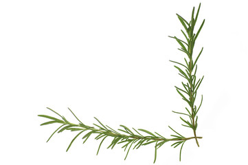 fresh rosemary leaves