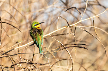 Little bee eater