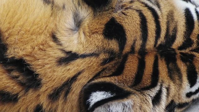 tiger's head, close-up