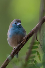 Blue waxbill