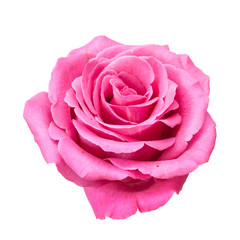 Pink rose on white.