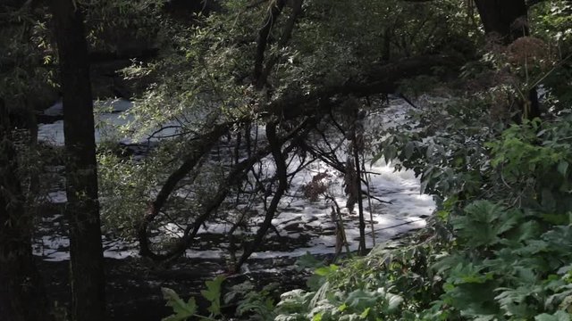 A small waterfall on the Sestra river in Klin through the branches of the trees