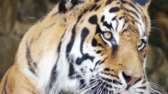 tiger shows teeth