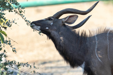 Nyala bull