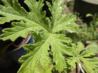 leaf of aromatic plant