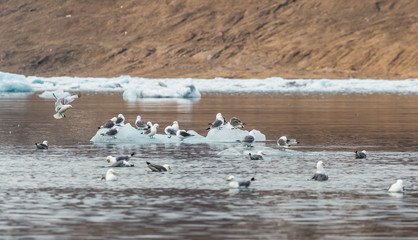 Black-legged kittiwake in the Arctic.