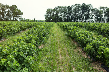 Fototapeta na wymiar Currant bushes planted in even rows in the field. Ecological fruit plantation concpet