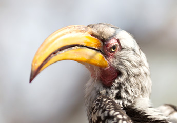 Southern yellow-billed hornbill (Tockus leucomelas)