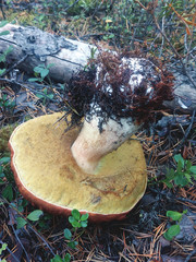 A beautiful big mushroom boletus in the autumn forest and next to the leaves of cowberry