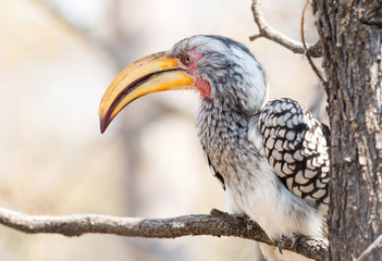 Southern yellow-billed hornbill (Tockus leucomelas)