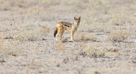 Black backed jackal (Canis mesomelas) walking in the Kalahari