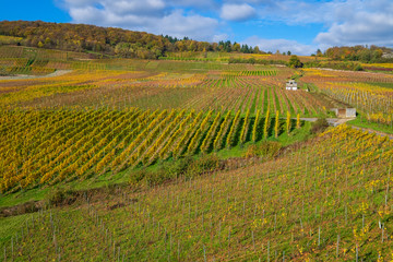 Die herbstlich gefärbten Weinberge im Rheingau bei Rüdesheim
