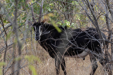 Sable antelope