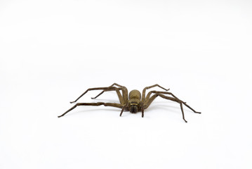 common huntsman spider on white background