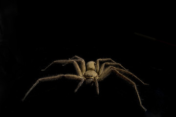 common huntsman spider