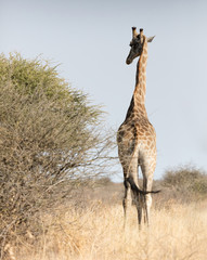 Single adult giraffe in the Kalahari