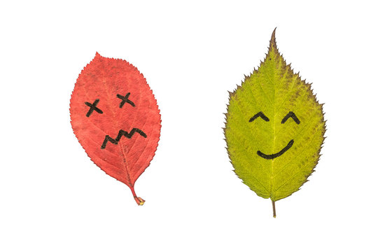 Two colorful autumn leaves with face emotions - dissatisfied and happy. Black marker on the red and green leaves. Isolated on white background.