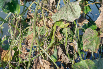 Aphids on the leaves and trunk of a cucumber in a greenhouse.