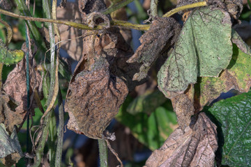 Aphids on the leaves and trunk of a cucumber in a greenhouse.