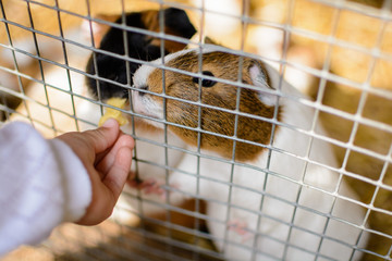 Obraz premium Meerschwein Hamster Haustier füttern