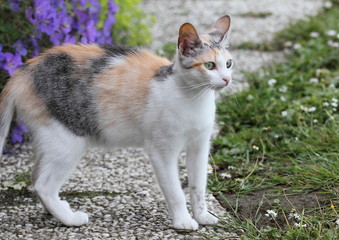 Katze im Garten