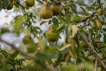 Ecologic pears, tree branch