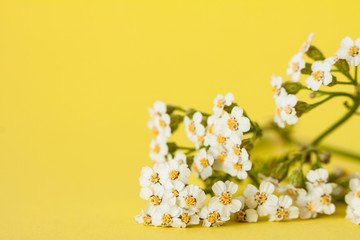 Achillea flowers on yellow.