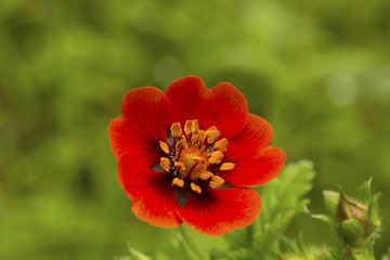 Himalayan Cinquefoil, Potentilla argyrophylla var. atrosanguinea, Hemkund Sahib, Uttarakhand, India