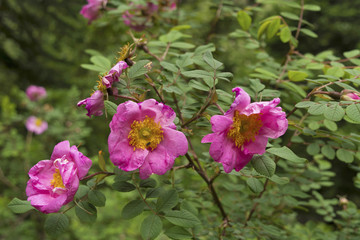 Close-up of wild roses Ban Gulab, Dand Kunja