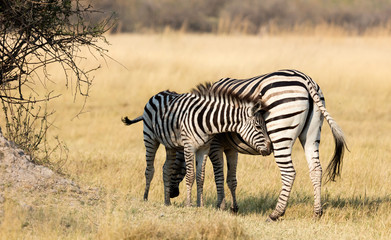 Fototapeta na wymiar Plains zebra (Equus quagga) with young in the grassy nature, evening sun