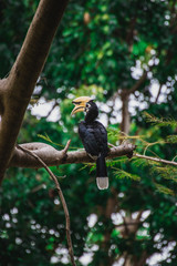 Hornbills in phuket