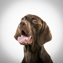 Studio portrait of an expressive german shorthaired pointer dog against white background