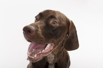 Studio portrait of an expressive german shorthaired pointer dog against white background