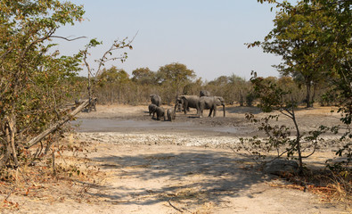 Elephants taking a mudbath
