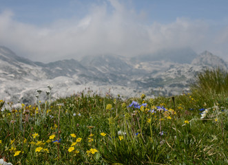 fiori in montagna