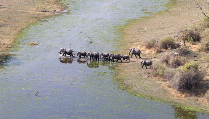 Elephant family crossing water in the Okavango delta (Botswana)