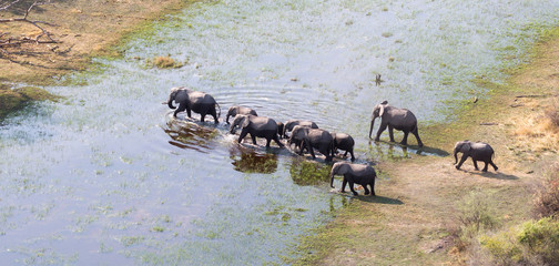 Elephant family crossing water in the Okavango delta (Botswana) © michaklootwijk