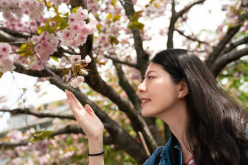 asina female touching blossom sakura