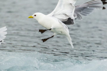 Black-legged kittiwake in the Arctic.