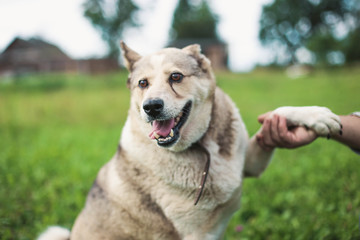 Husky dog is friends with a person for a walk. love, devotion to a dog.