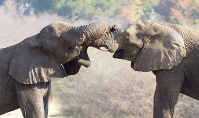 Fototapeta premium African elephants cuddling