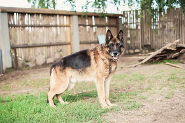 thoroughbred German shepherd for a walk. training .