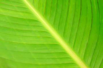 green fresh banana leaf texture