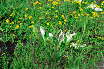 Obraz premium 春のせせらぎ遊歩道