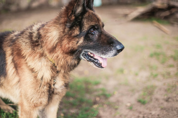 thoroughbred German shepherd for a walk. training .