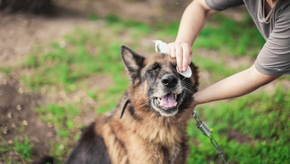 treatment of the eyes in a dog. mistress wipes the German Shepherd's eyes. wind power.