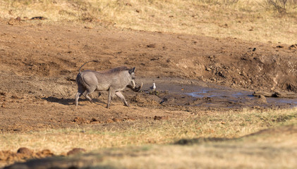 Warthog walking in the evening sun, waterhole