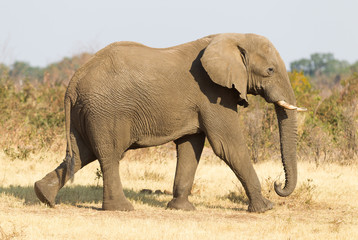 Female african elephant in golden light