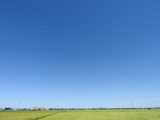 Green rice farm and Blue sky