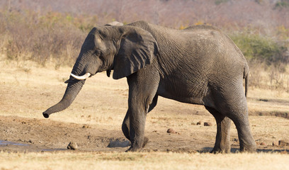 African elephant at a waterhole